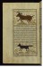 Thumbnail: An Animal Called Namur and a Marten (Sable)