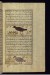 Thumbnail: A Pheasant and a Bird Called Tabut