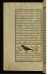 Thumbnail: A Pigeon