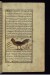 Thumbnail: A Rooster