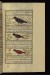 Thumbnail: A Bird Called Shafatin, a Green Magpie, and a Singing Bird
