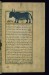 Thumbnail: A Bull of the Sea