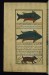 Thumbnail: An Animal Called Fatus, Another Called Qanta, and a Beaver