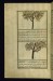 Thumbnail: A Tree Called Tanuth and a Mulberry Tree