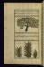 Thumbnail: An Apricot Tree and a Banana Tree