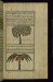 Thumbnail: An Orange Tree and a Coconut Tree