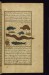 Thumbnail: An Eel, a Frog, a Turtle, and Other Animals