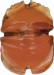 Thumbnail: Naturalistic Scarab