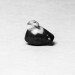 Thumbnail: Bird