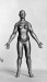 Thumbnail: Anatomical Figure of a Woman