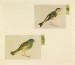 Thumbnail: Leaf from Album Depicting Small Birds