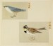 Thumbnail: Leaf from Album Depicting Small Birds