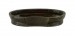 Thumbnail: Fuchi with Cricket