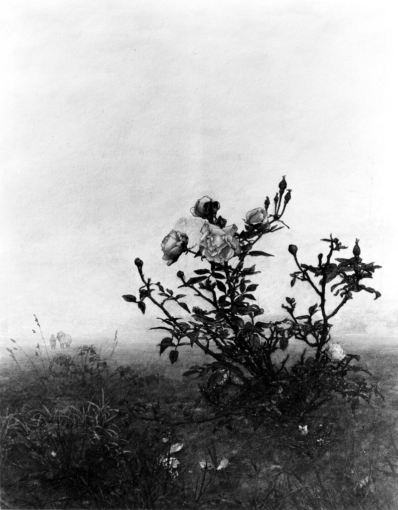 Image for Rose Bush in front of a Landscape