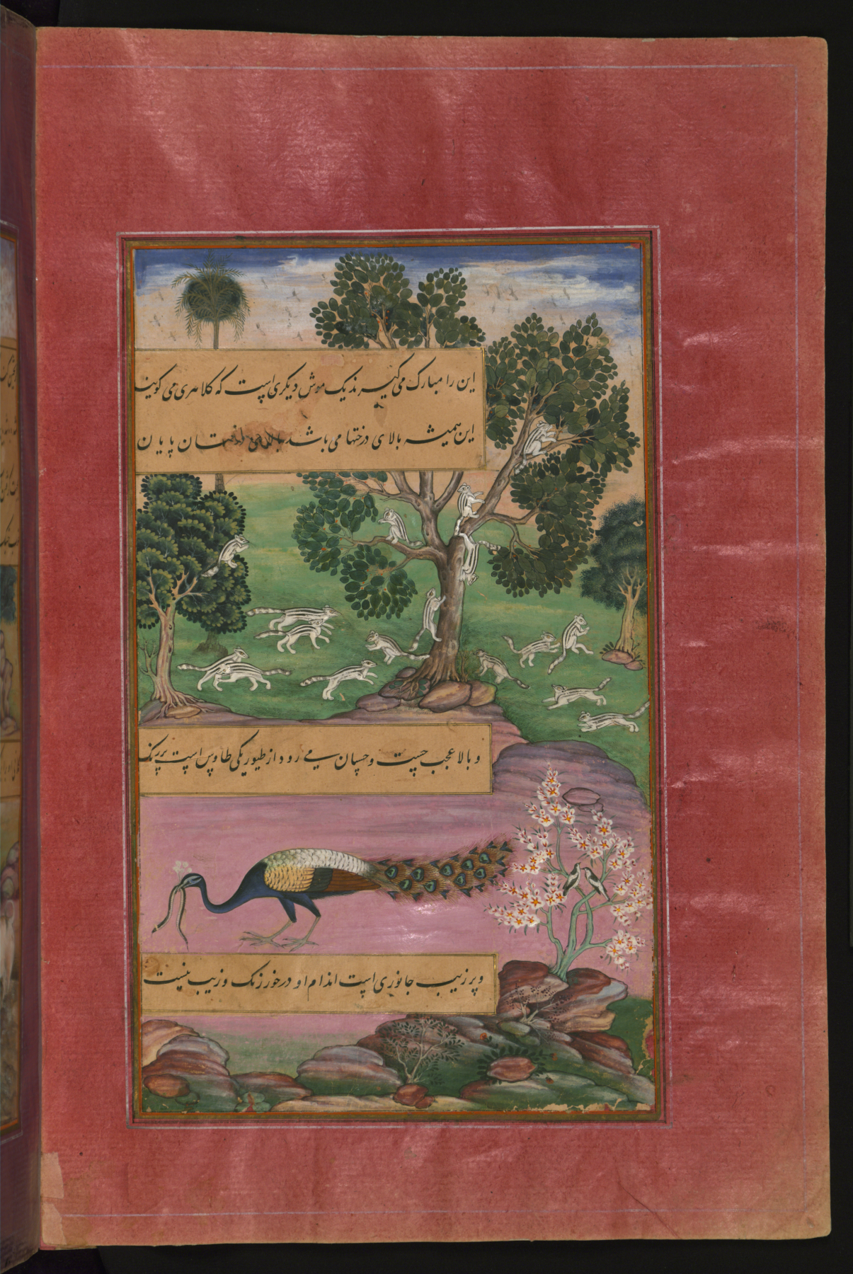 Image for Animals and Birds of Hindustan: Squirrels and Peacock, from the Baburnama (Book of Babur)