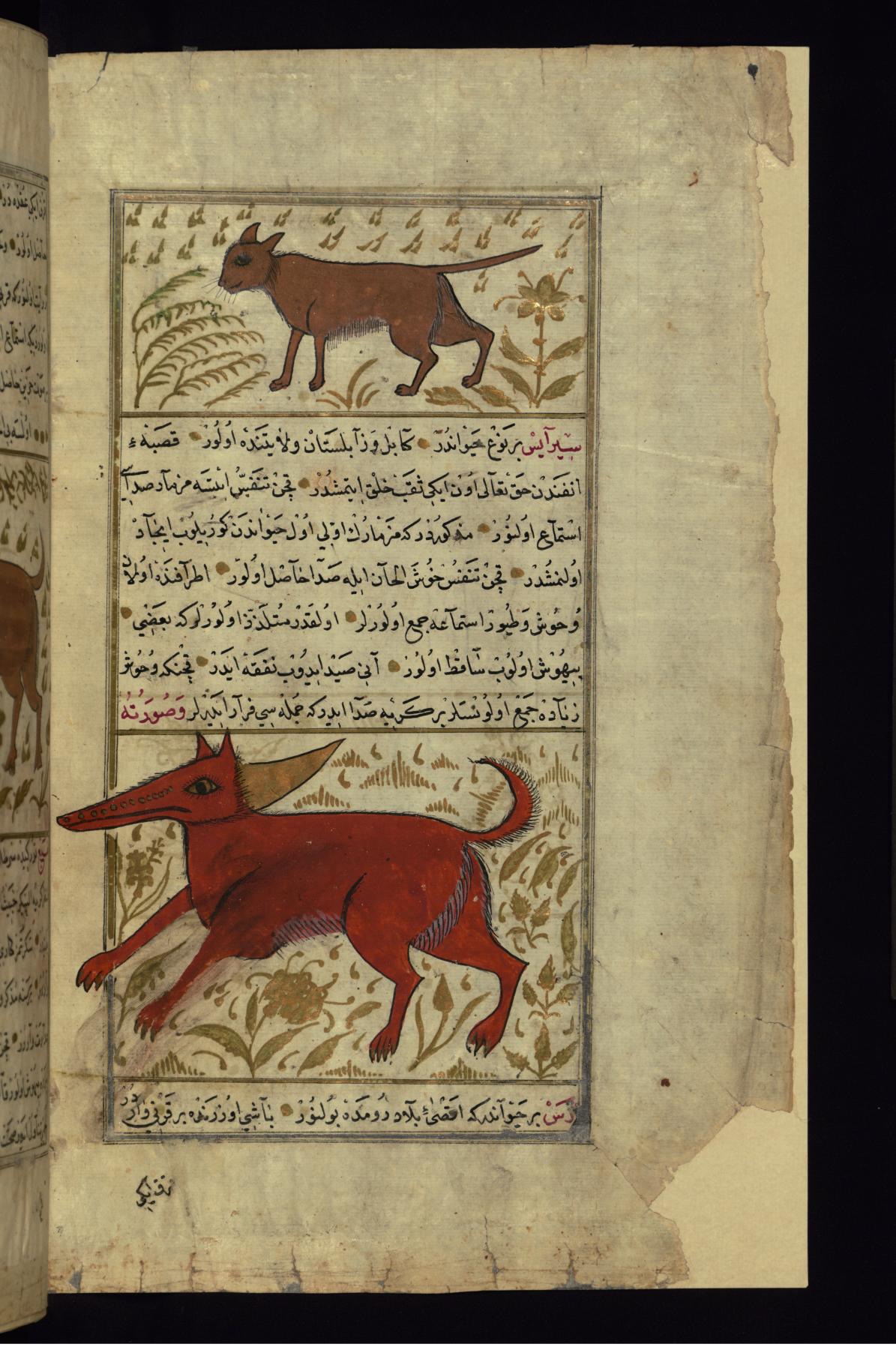 Image for A Wild Cat and an Animal Called Sirayis