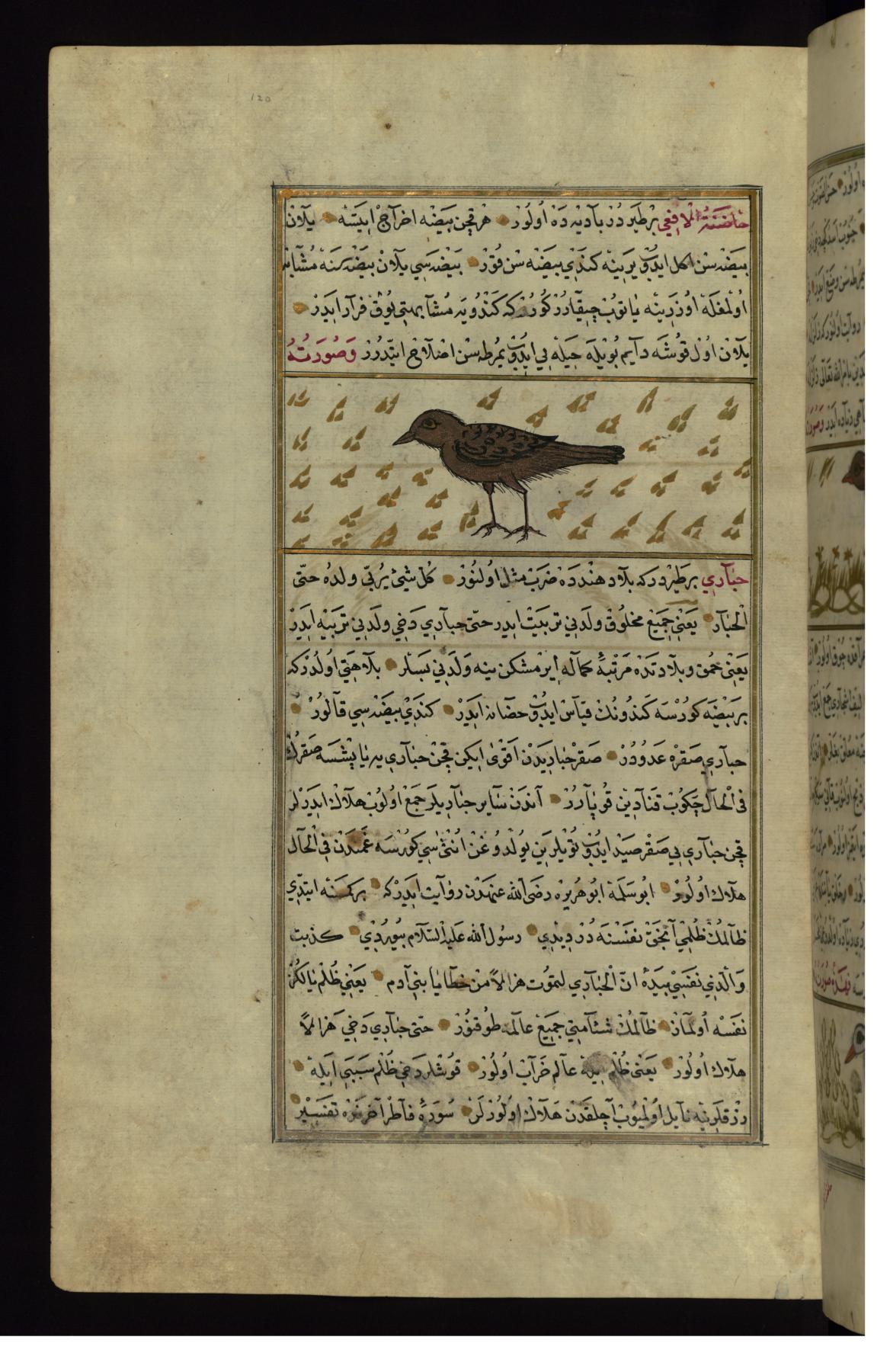 Image for A Bird Called Hadinat al-af'á (Viper’s Dry Nurse)