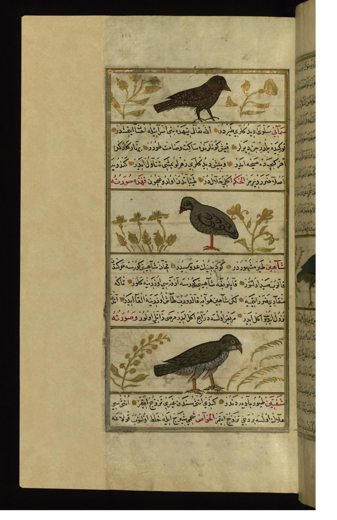 Image for A Starling, a Quail, and a Royal Falcon