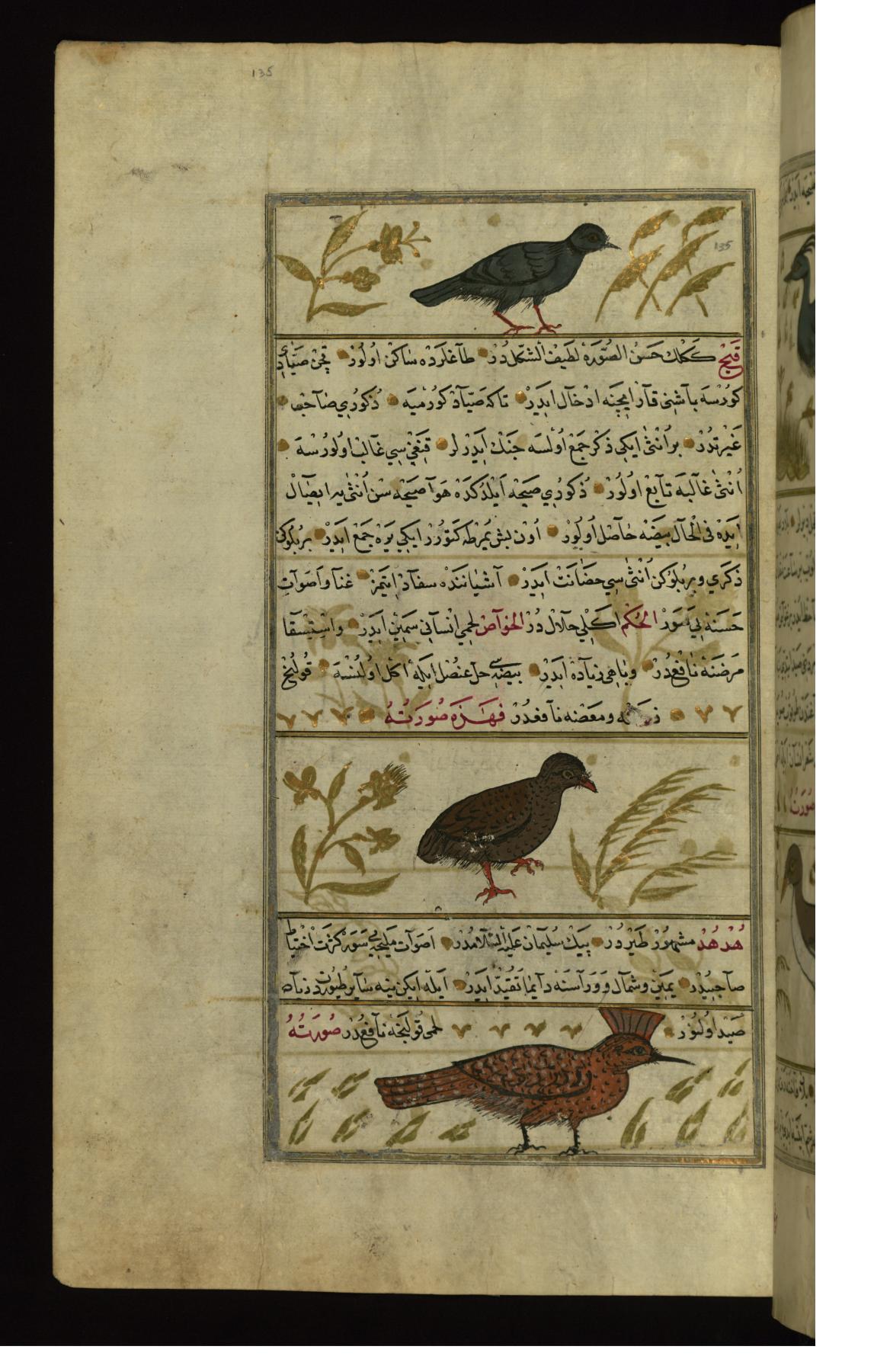 Image for A Ring-dove, a Partridge, and a Hoopoe