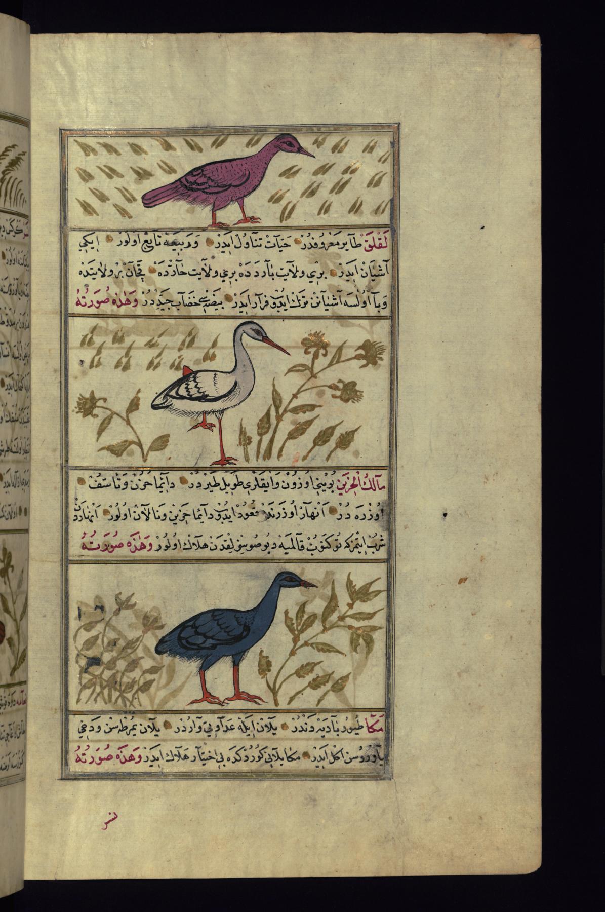 Image for An Indian Owl, a Stork, and a Heron