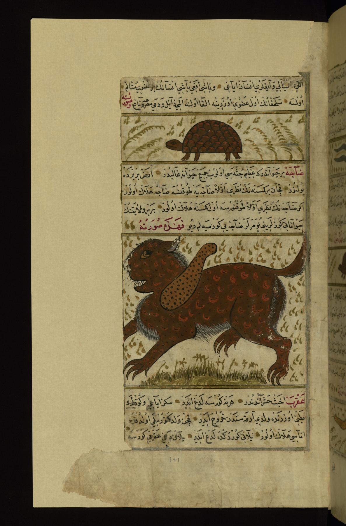 Image for A Turtle and a Strange Animal Called Dajah