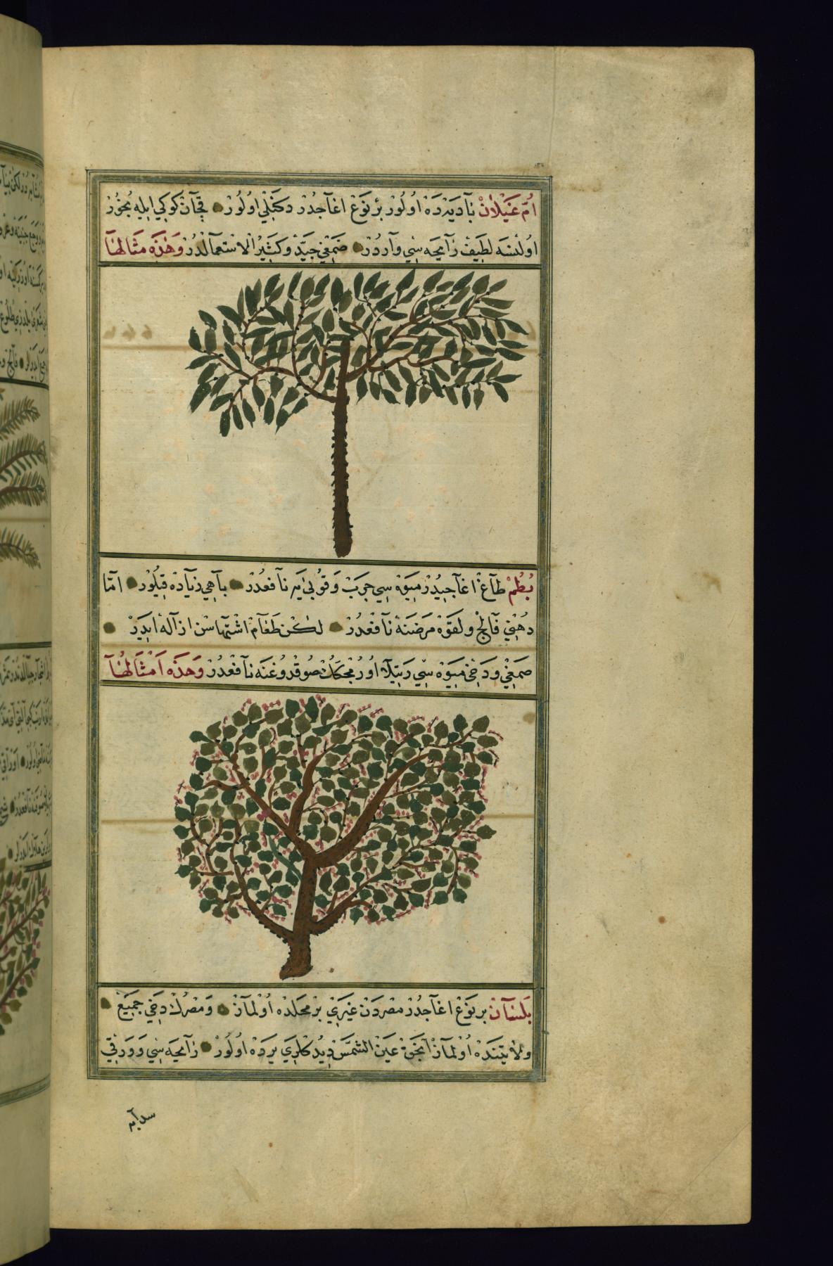 Image for An Acacia Tree and a Turpentine Tree