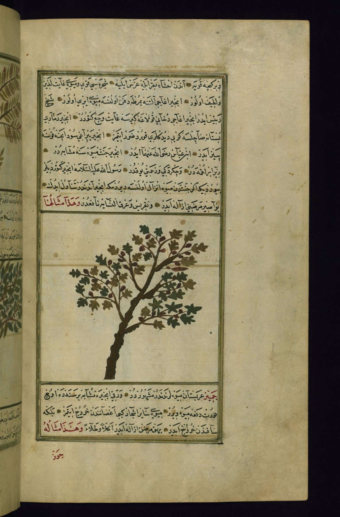 Image for A Fig Tree