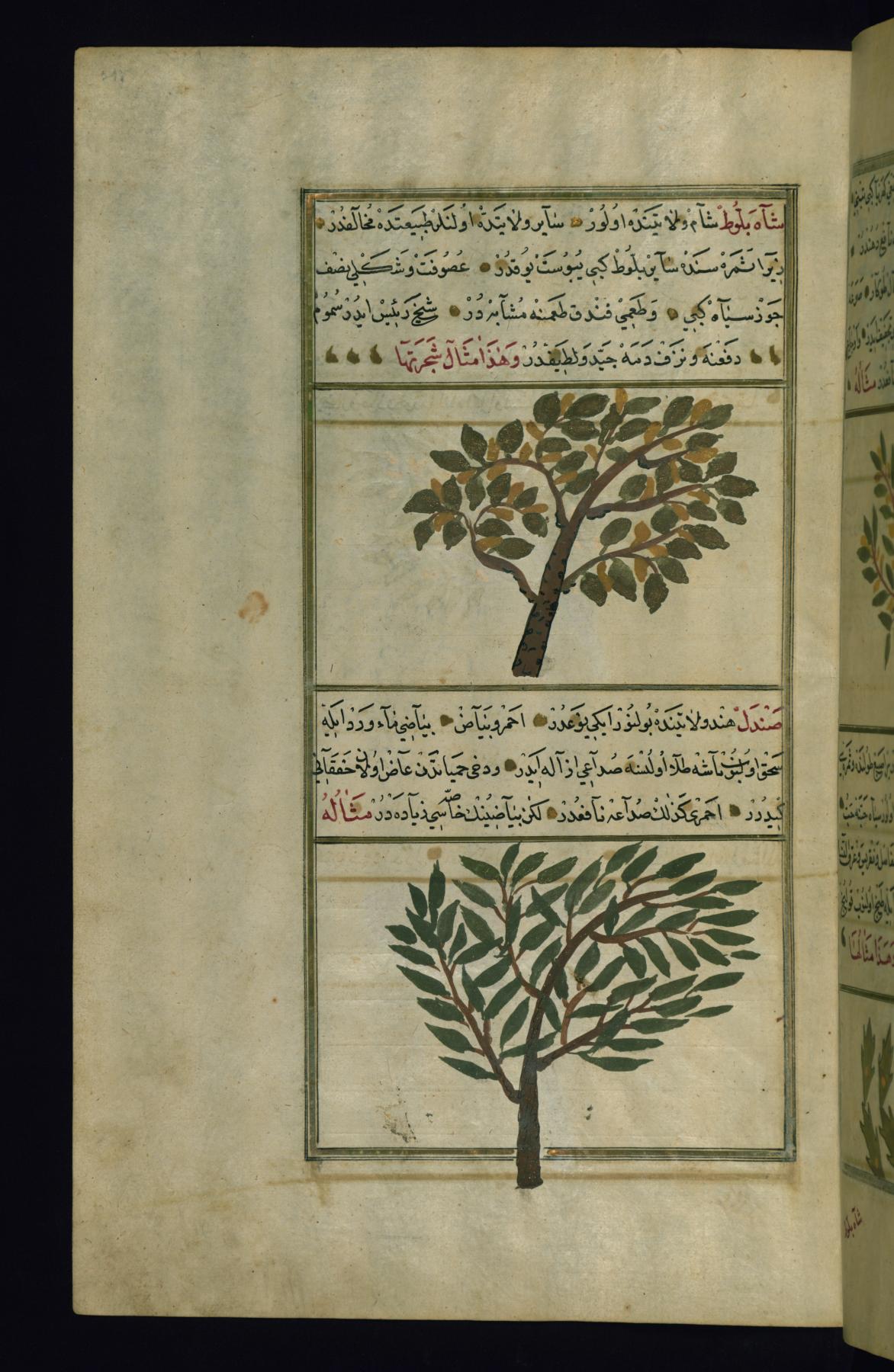 Image for A Chestnut Tree and a Sandal Tree
