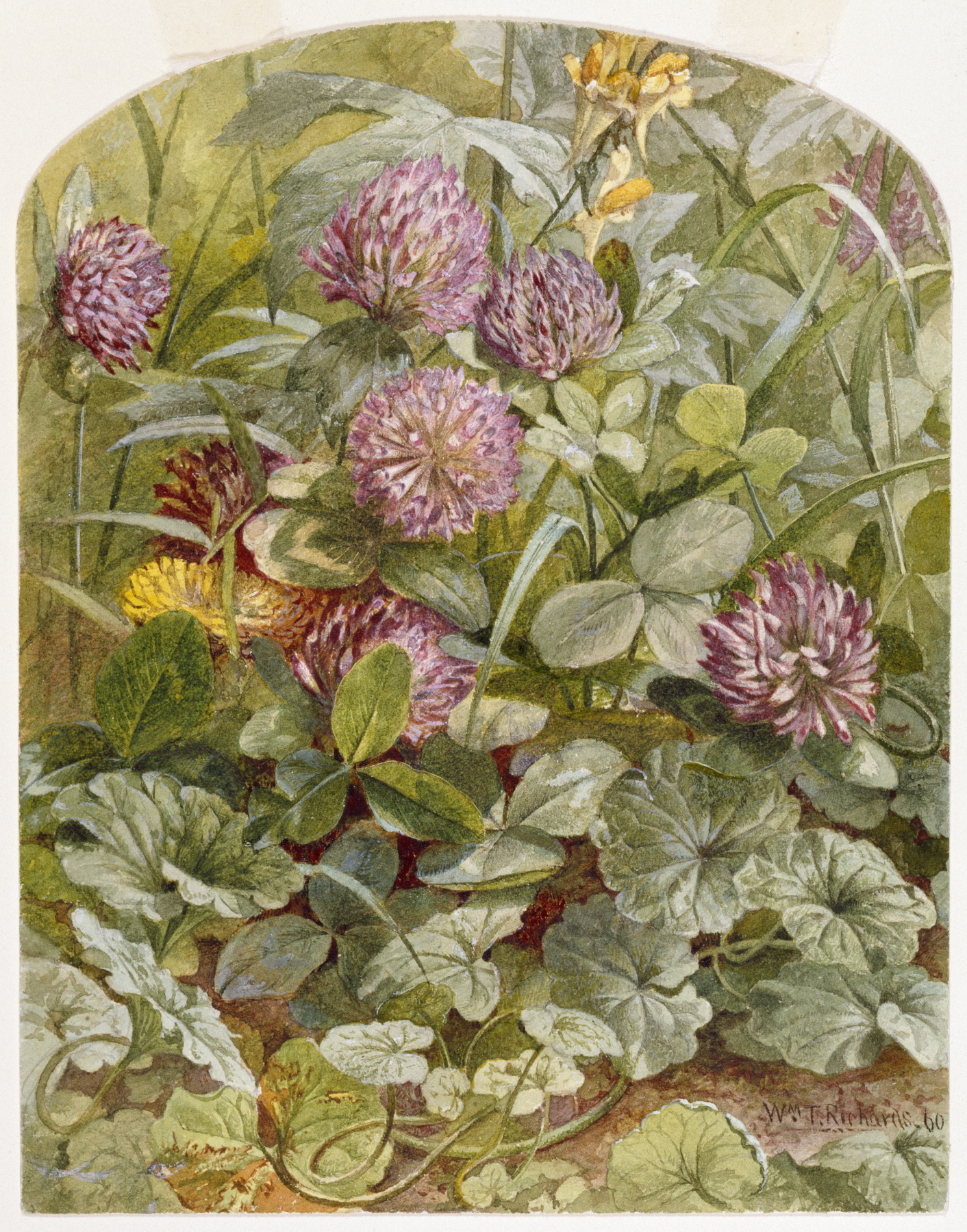Image for Red Clover with Butter-and-Eggs and Ground Ivy