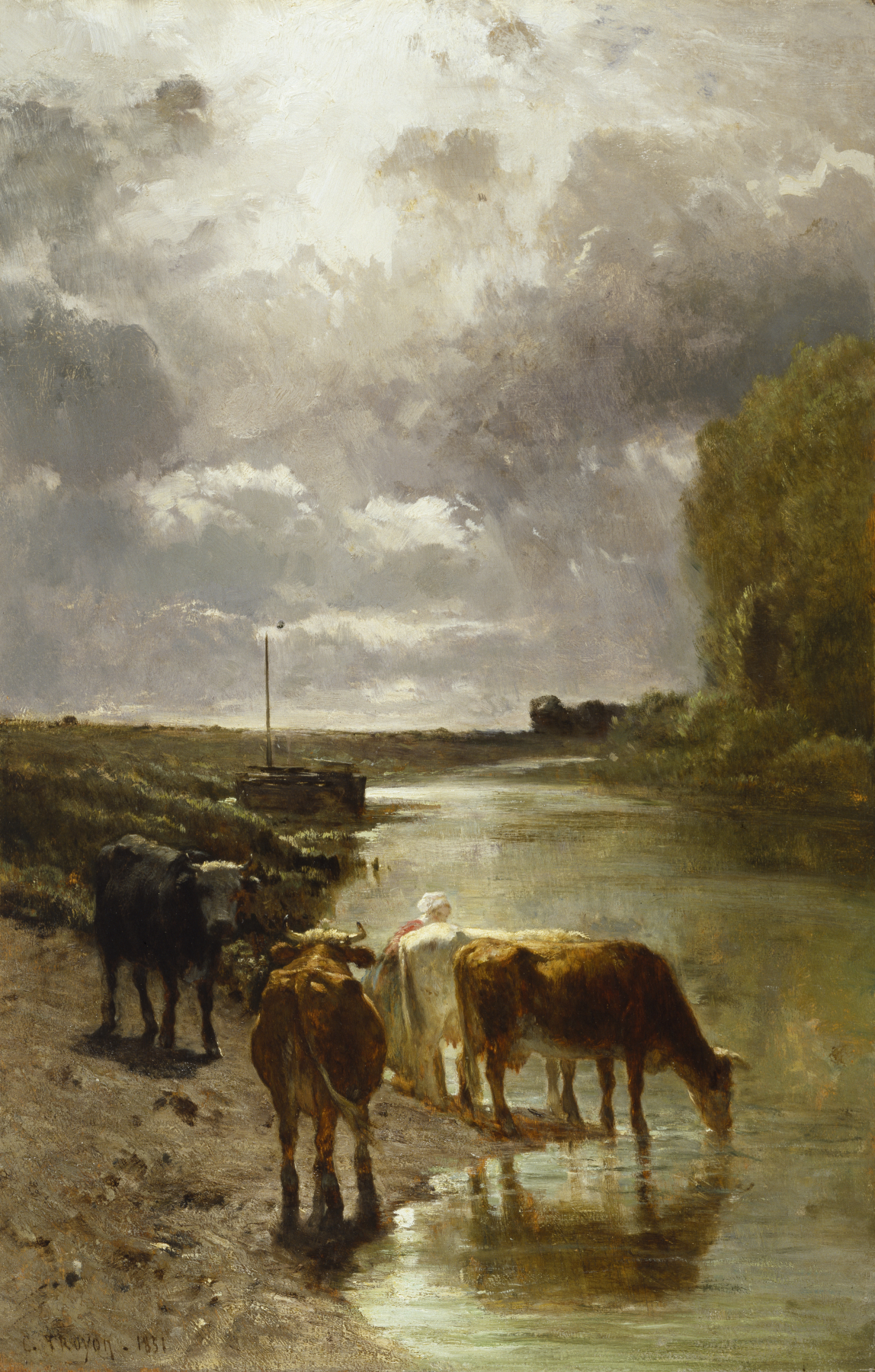 Image for Cattle Drinking