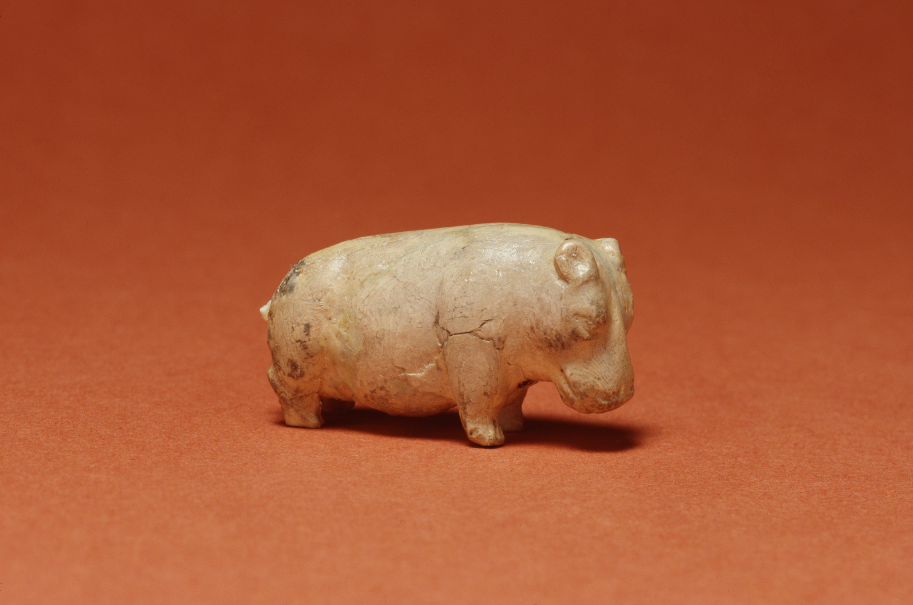 Image for Hippopotamus