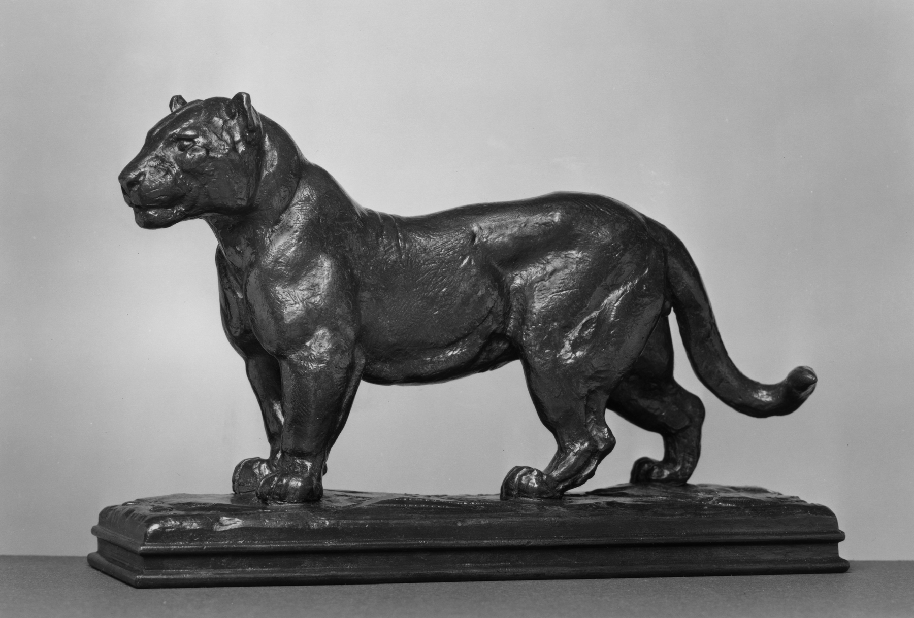 Image for Standing Jaguar