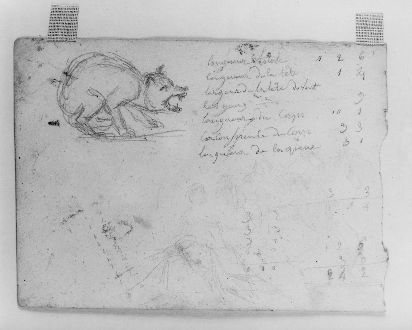 Image for Sketch of wolf and measurements