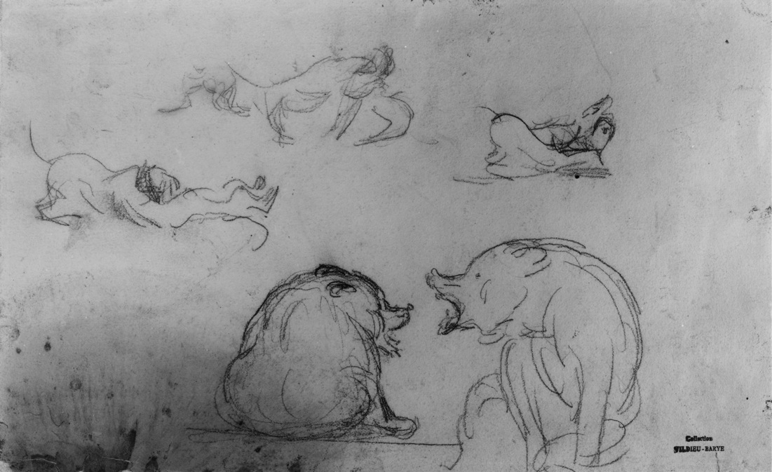Image for Studies of Bears and Dogs