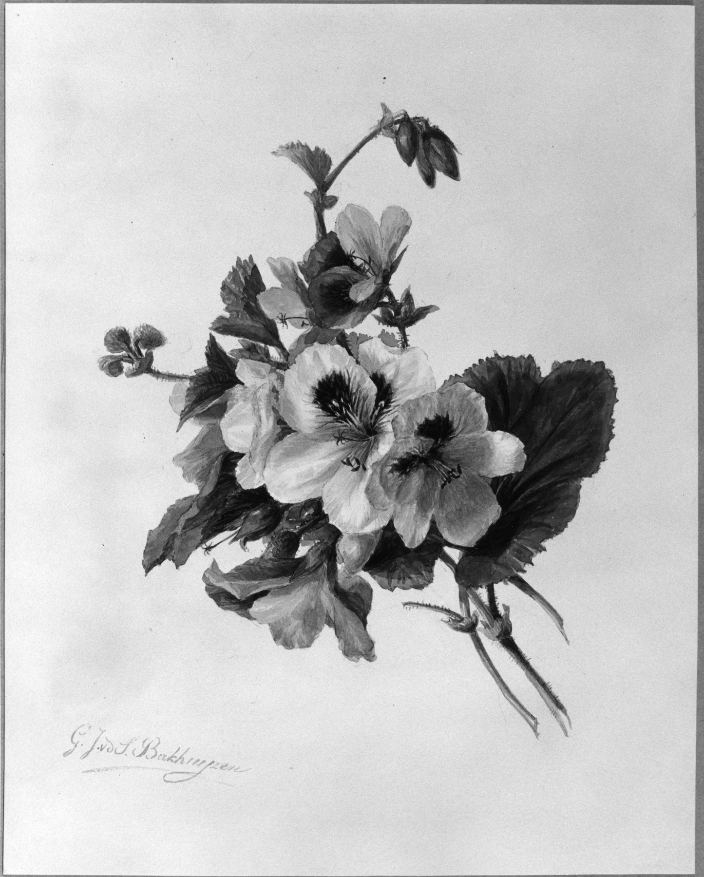 Image for Flower Study