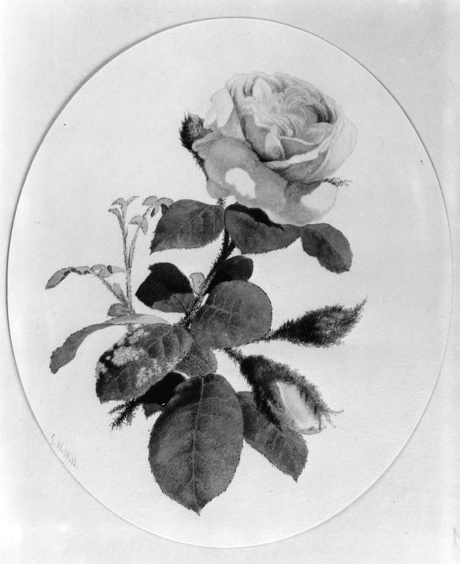 Image for A Rose