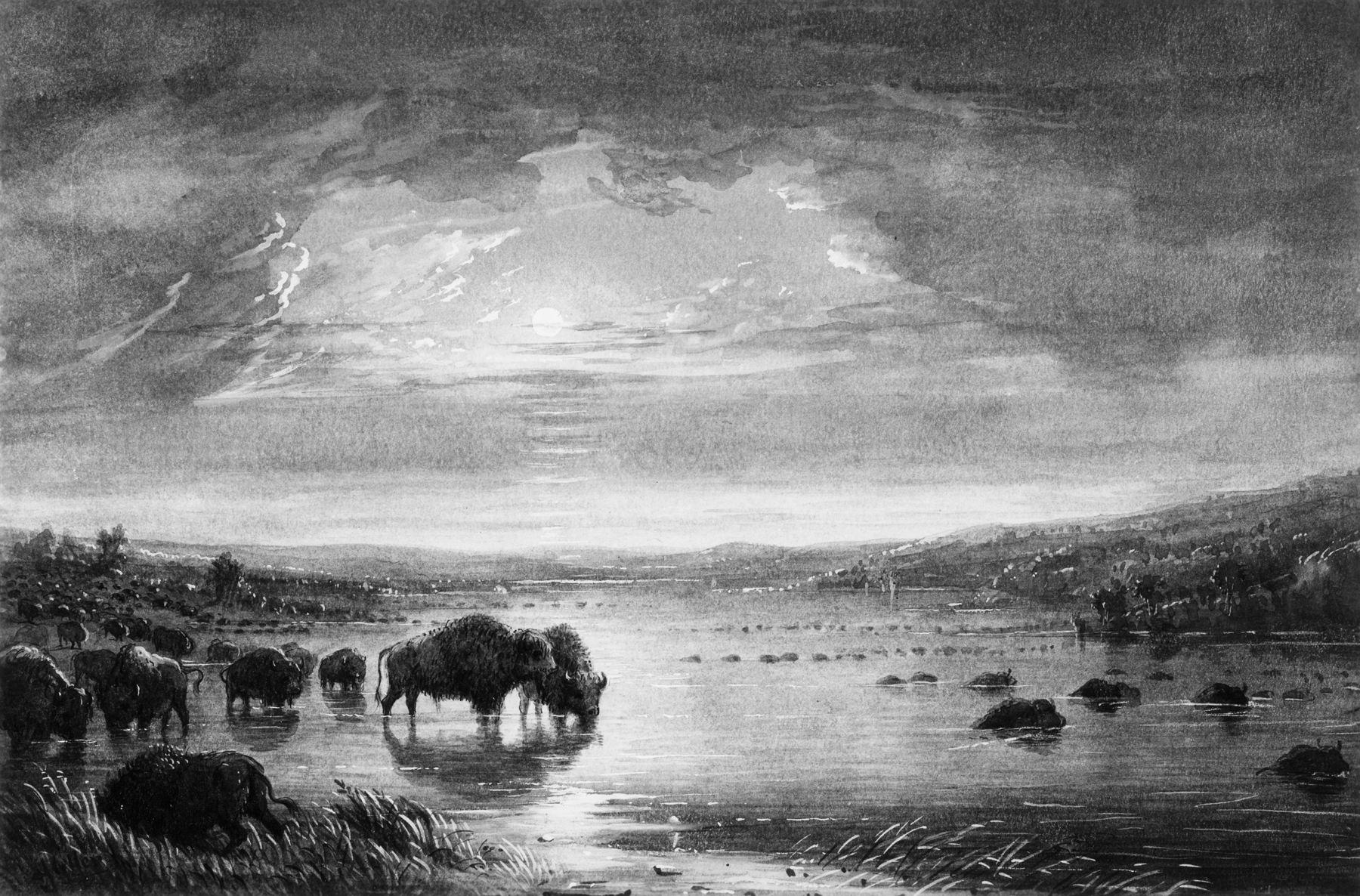 Image for Buffalo Drinking and Bathing at Night