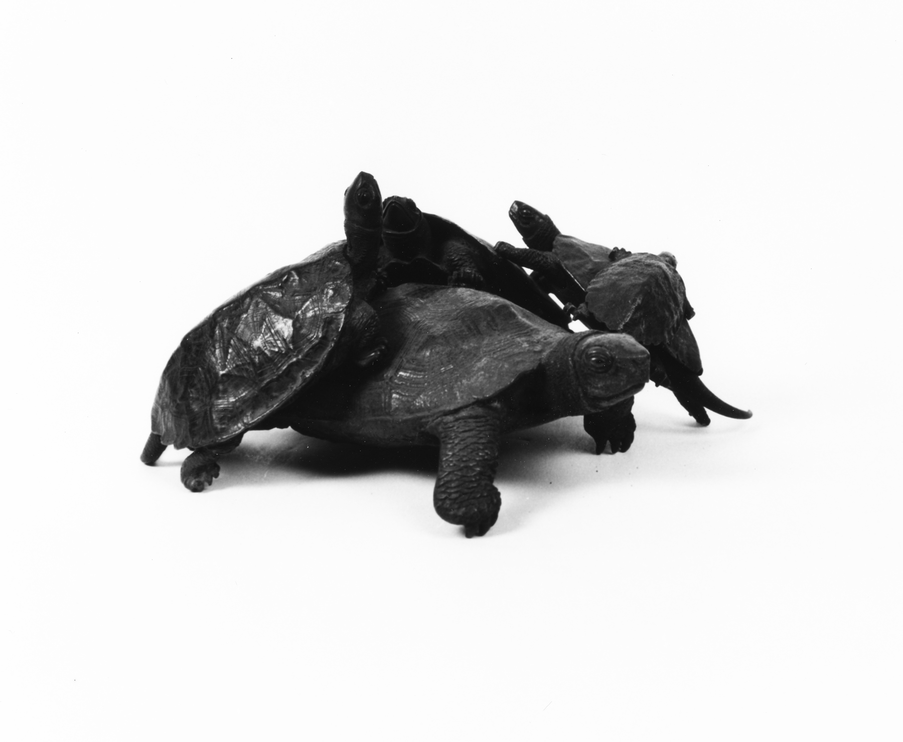 Image for Five Turtles