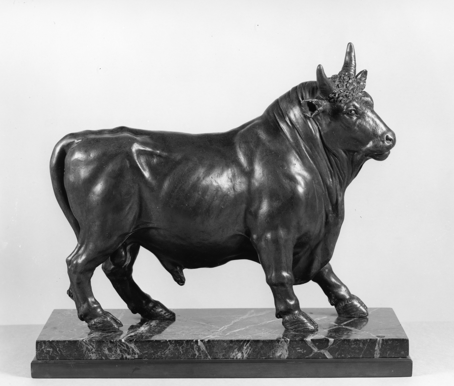 Image for Bull, standing