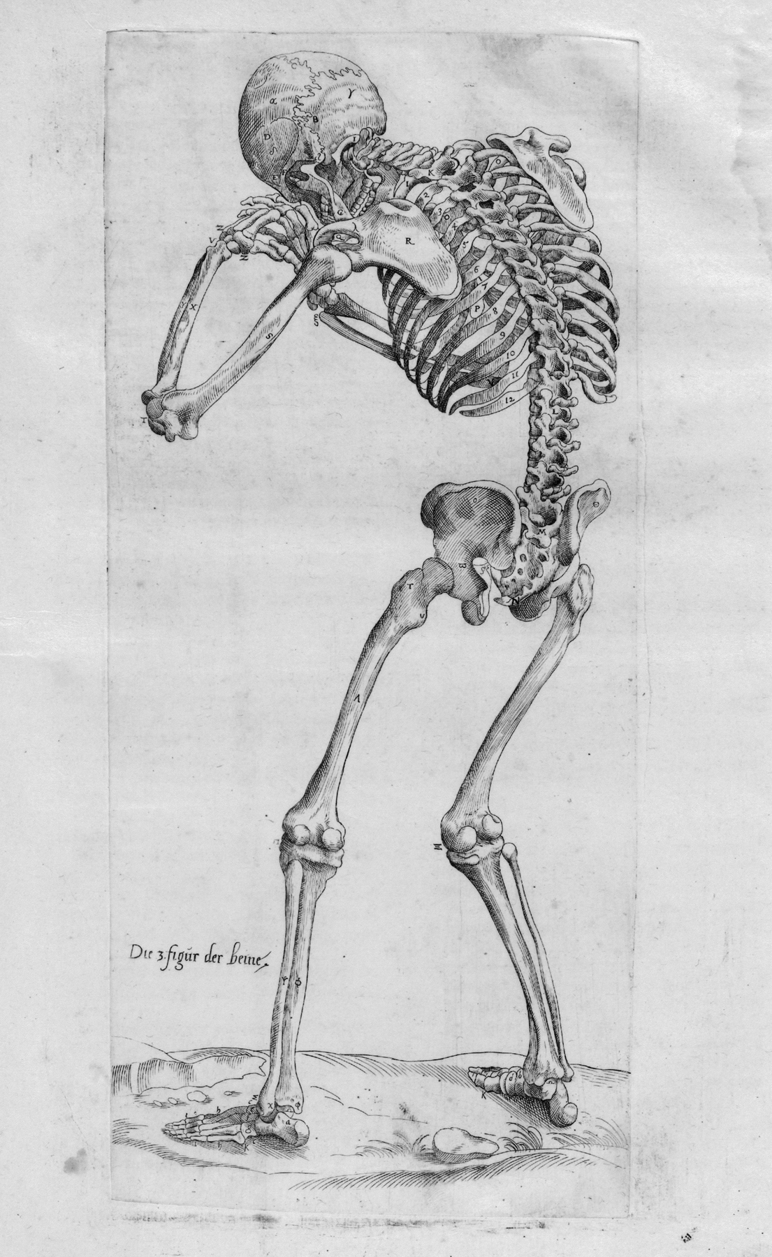 Image for Anatomia Deudsch