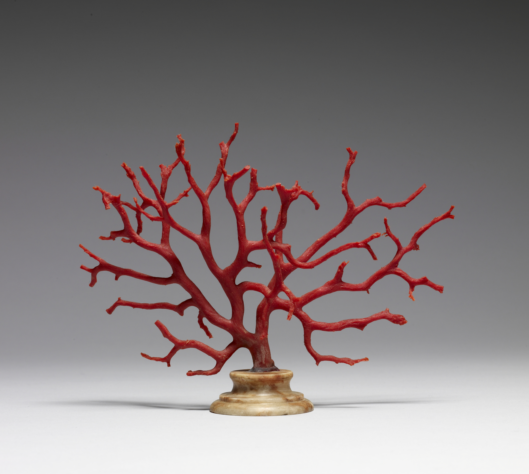 Image for Corallium rubrum (Mediterranean Red Coral Tree)