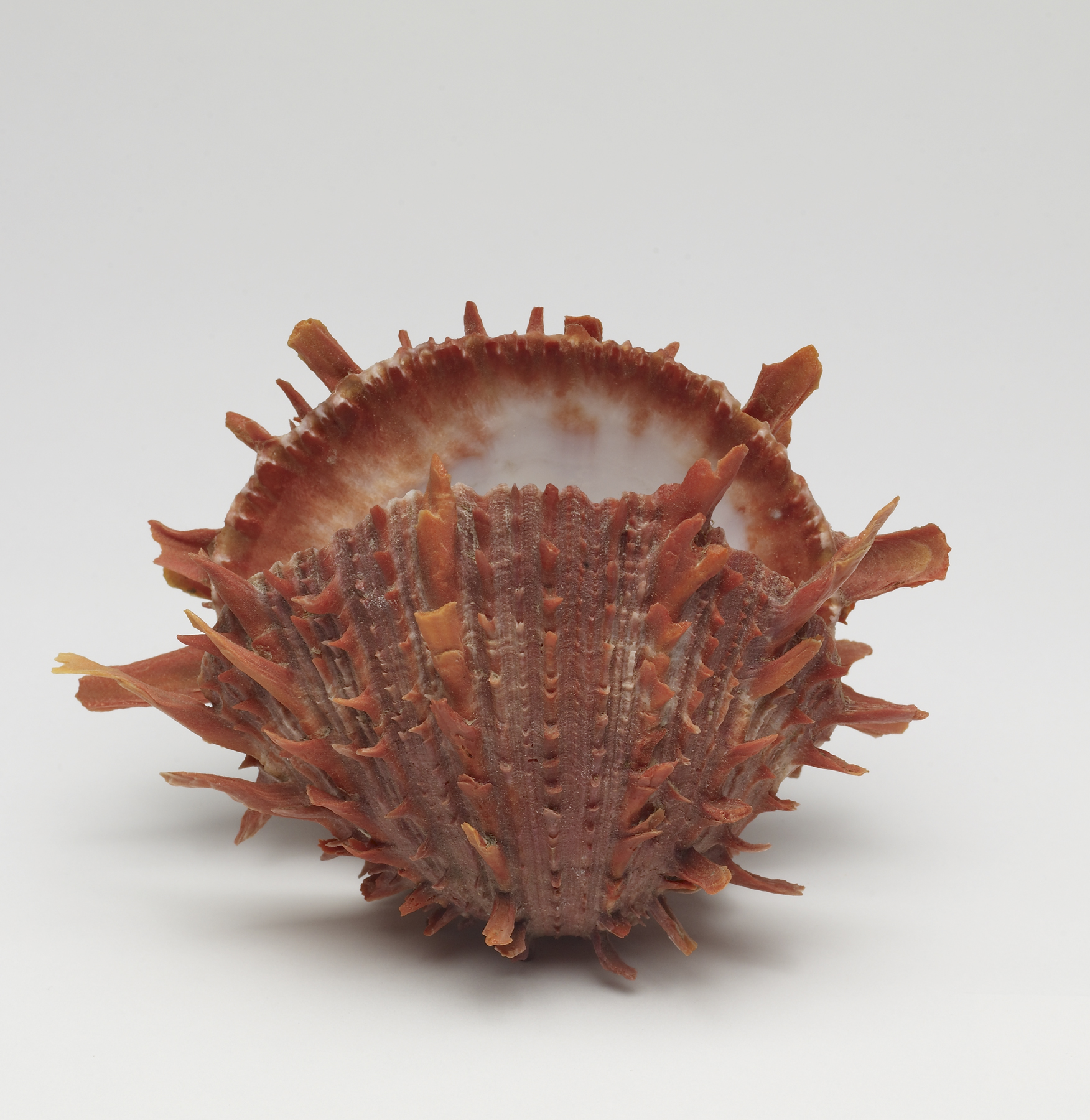 Image for (Spondylus princes) Pacific Thorny Oyster