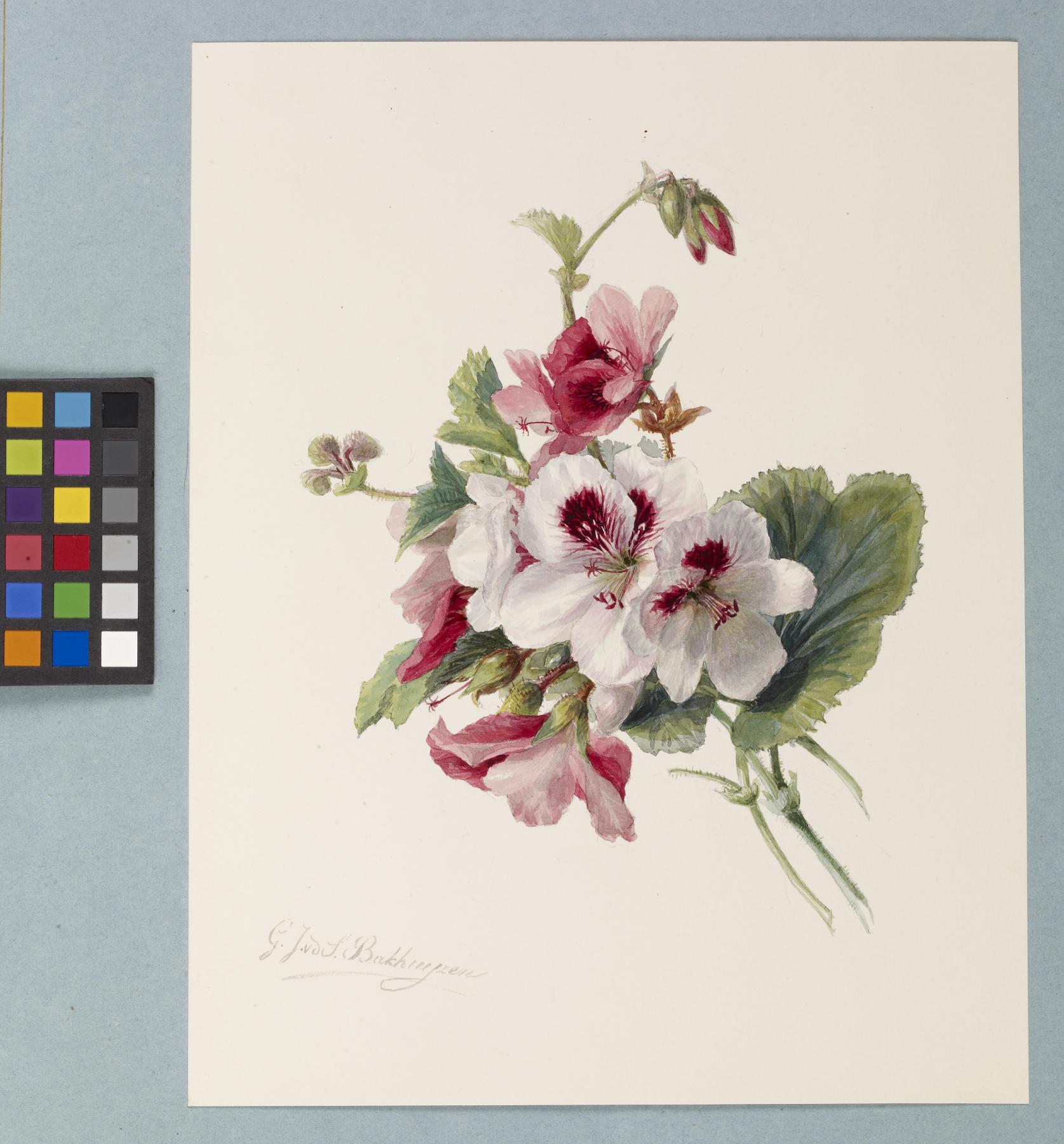 Image for Flower Study