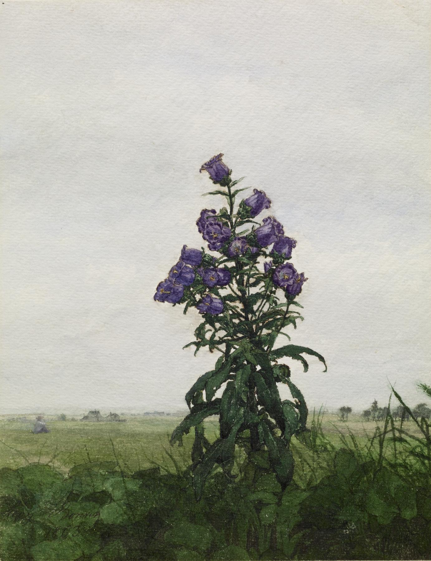Image for Campanula in front of a Landscape