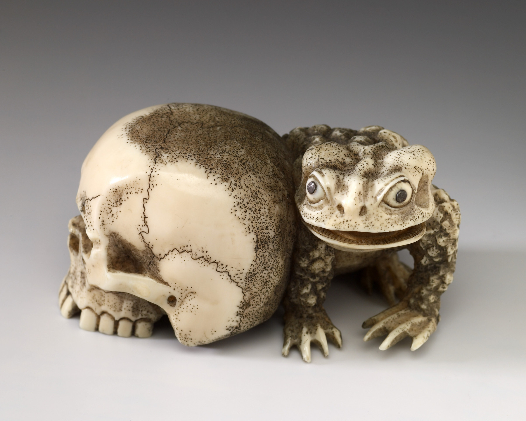 Image for Skull and Toad