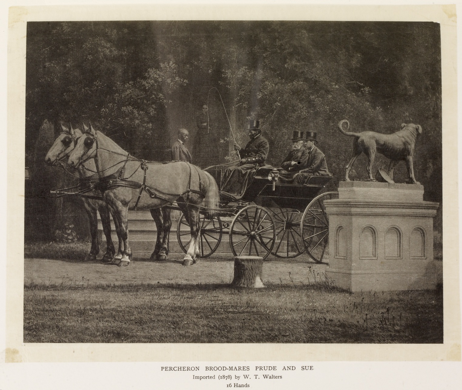Image for The Percheron Horse