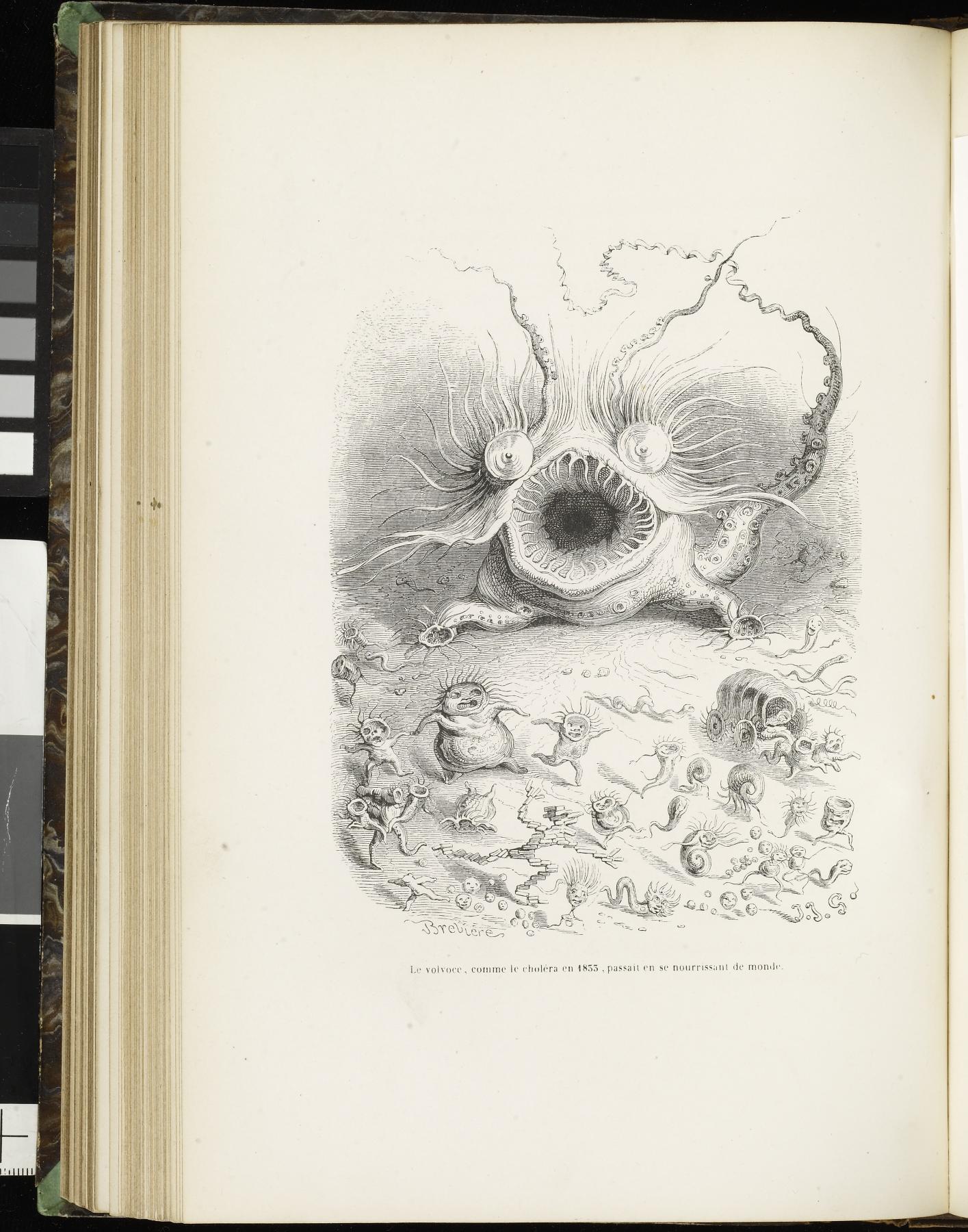 Image for Scènes de la Vie Privée et Publique des Animaux: Etudes des moeurs contemporains; volume II