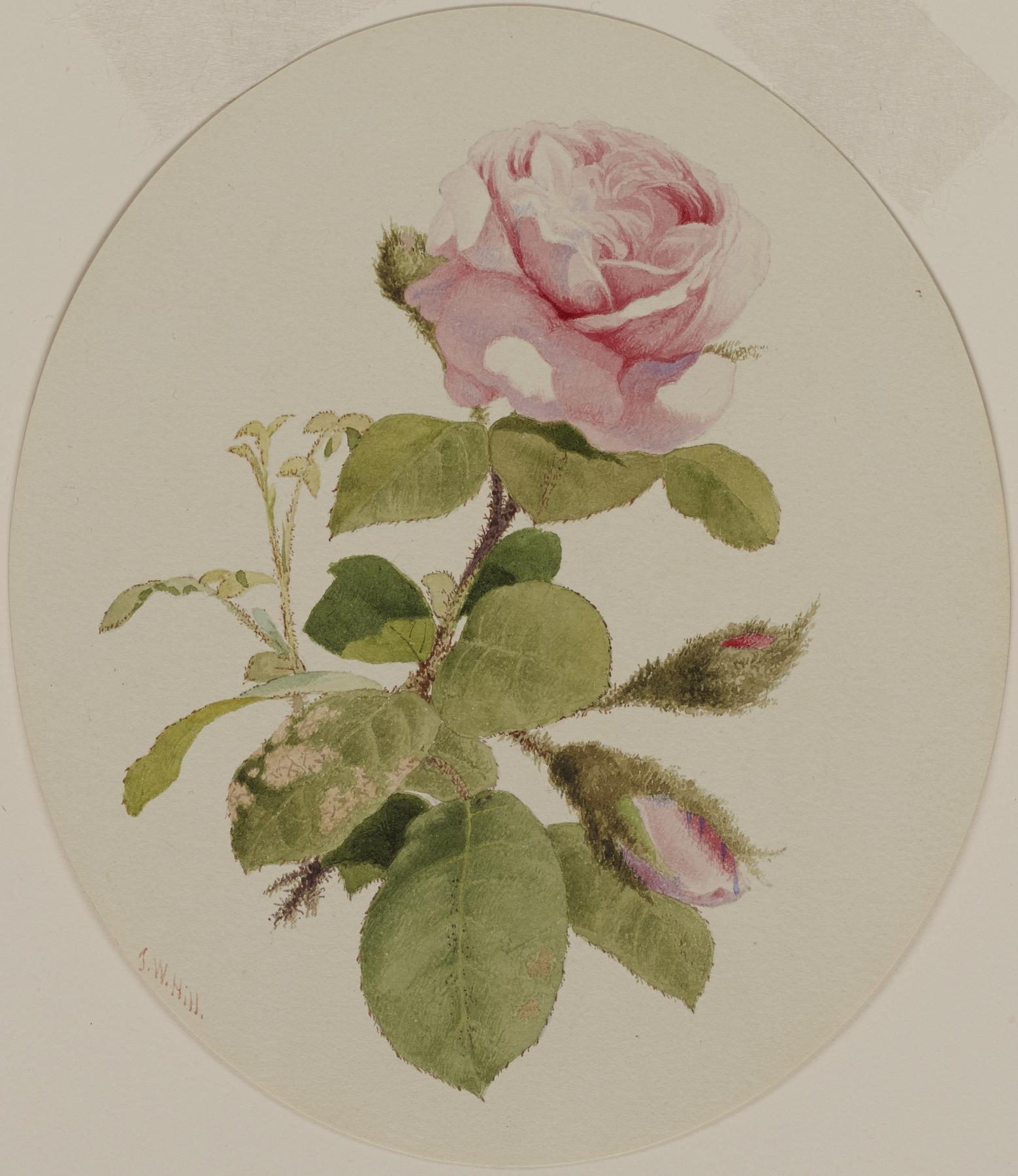 Image for A Rose