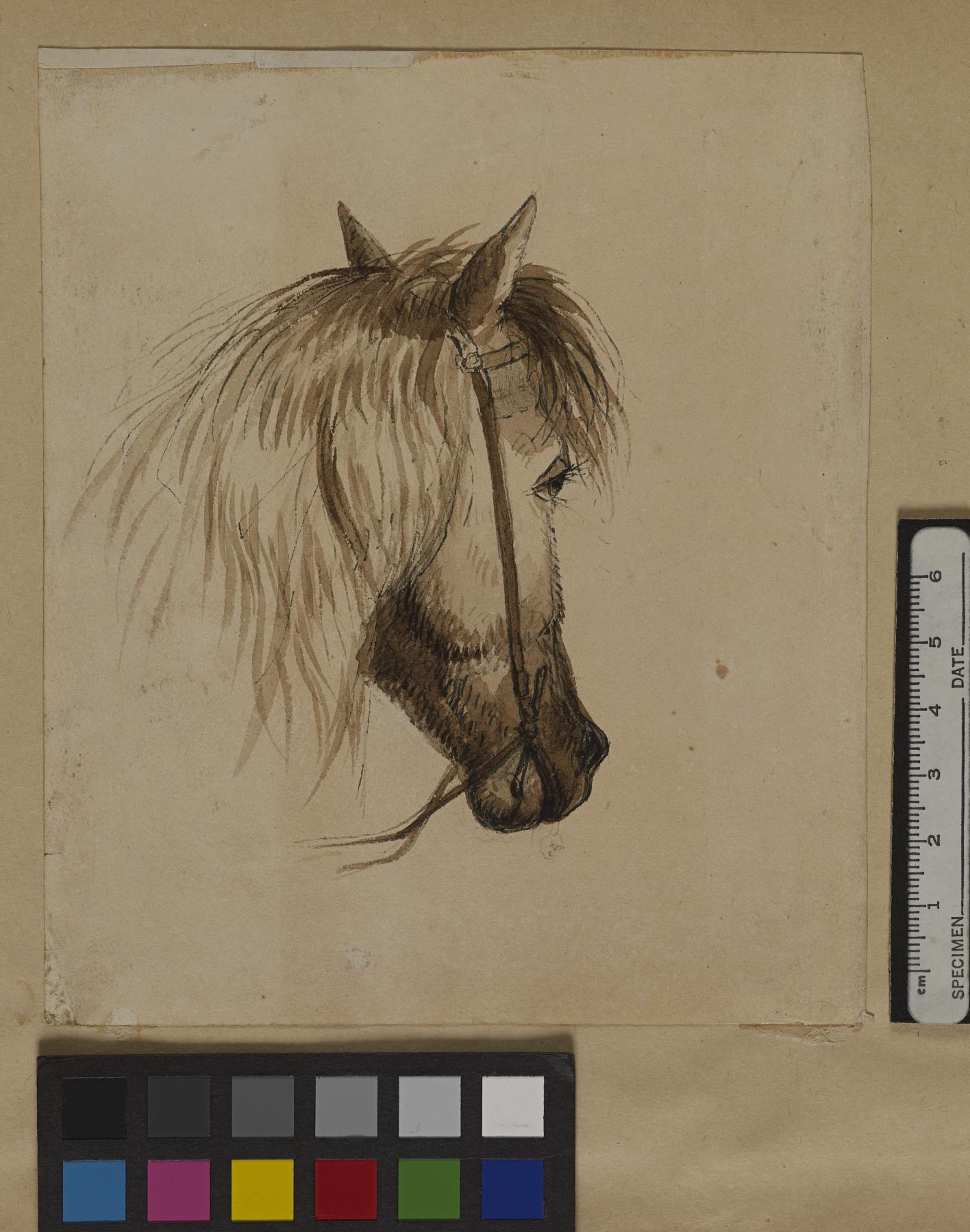 Image for Head of a Horse