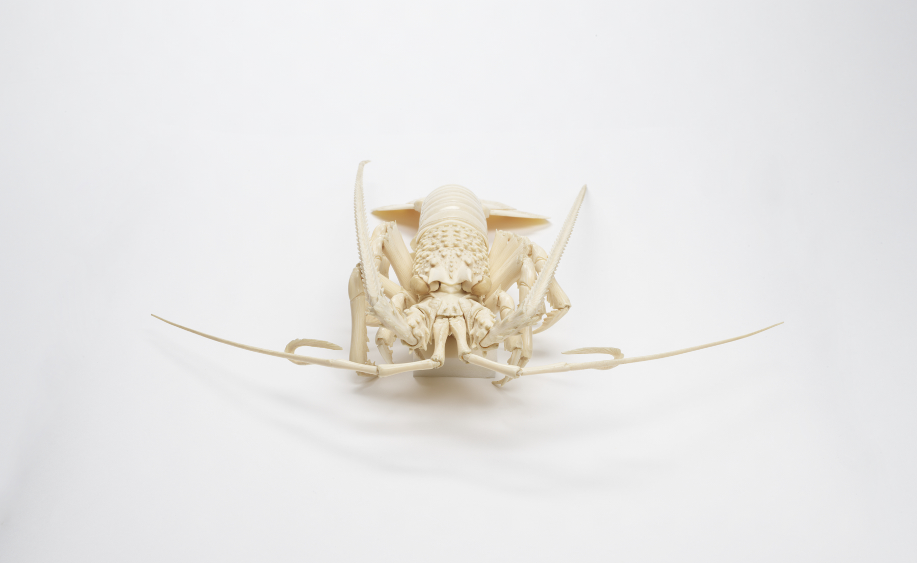 Image for Articulated Spiny Lobster